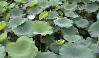 尼康s3100数码相机