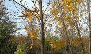 8公分白蜡多少钱